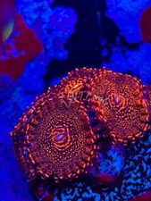 TNTCoral-NIGHTMARE 2.0-1POLYP Zoanthids Live Saltwater Coral Frag for Reef Tank