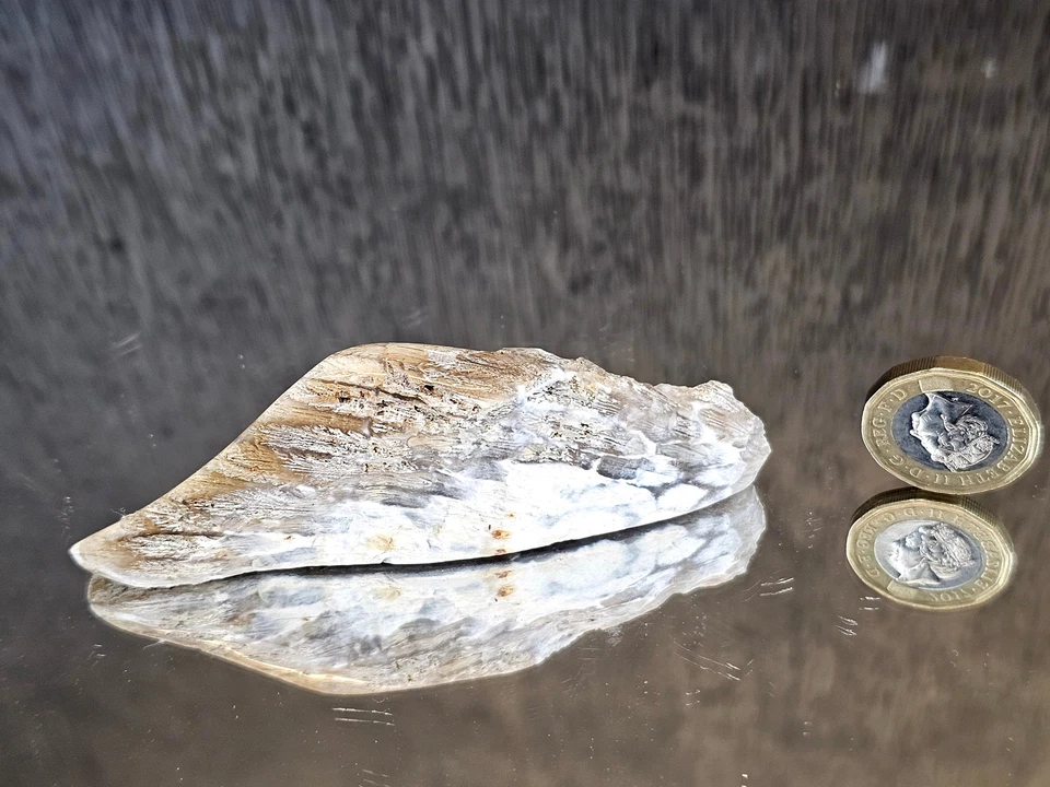 Rare Agate Coral Crystal Fossil - UK (#2) - Image 4 of 4