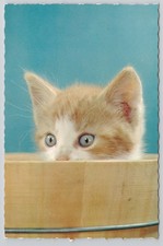 Gatito de ojos brillantes gato gato palabra latina humor mascota sello postal vintage