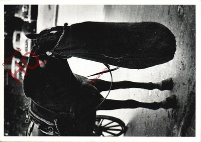 Ansichtskarte__Pferd, mit dem Kopf im Nasensack, ''Working Lunch'' [Reflex]