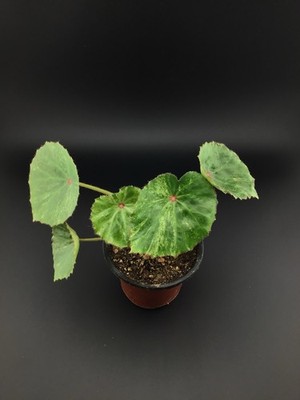 Begonia 'Rouge' variegated Live Rare Plant WYSWYG | eBay