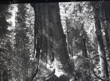 a22 Original Negative 1960's General Sherman Tree Sequoia Natl Park 418a