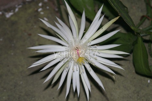 (1) ~SCHNEIDEN ~ 8 Zoll langes Epiphyllum ~ Hookeri Strictum ~ Orchideenkaktus Sukkulenten - Bild 5 von 8