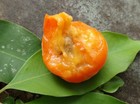Eugenia Beaurepaireana - 2 YRS OLD — photo 1