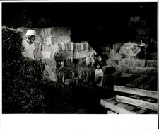 LG913 Original Bob Eighmie Photo GRIF'S LOADING TRUCK WITH BALES OF HAY DAVIE FL