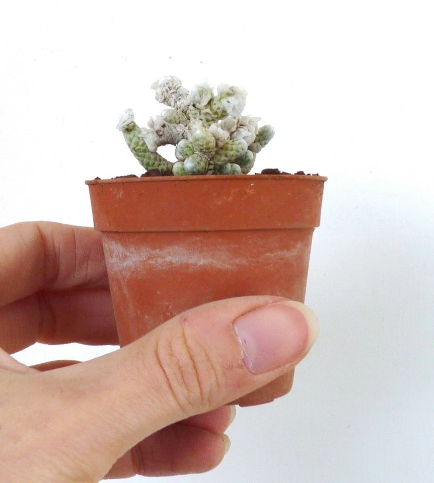 rare Anacampseros albissima SUPER white cluster !!! no variegated agave 9830 - Image 2 of 4