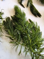 3 Hornwort Coontail Live Fish Tank Plants Aquarium Plant buy 2 get 1 free 