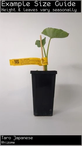 Taro Japanese (Colocasia esculenta) Fruit Tree Plant