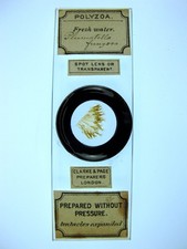  on The Hot Collector