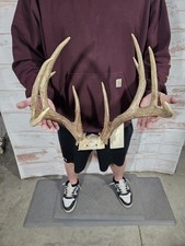 Wild 11 Point Whitetail Deer Antler Rack Horn Skull Plate Decor Man Cave 146"