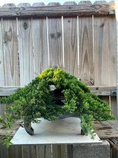 AWESOME! Fantastic Procumbens Nana Juniper Pre-Bonsai, 16 Yrs, Strong Trunk #666