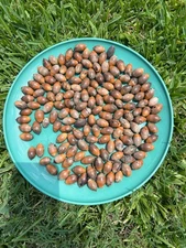 10 LIVE OAK ACORN Seeds For Planting