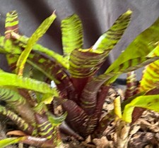 bromeliad Variegated- Neoregelia- Savoy Truffle-Green Purple Banded - Mini