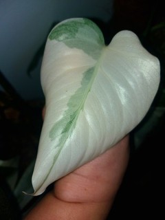Monstera " Casper " Stammsteckling / Variegata Plant Epipremnum Philodendron