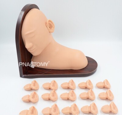 Ear examination model ear simulation display props Pathological ear model