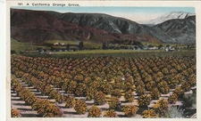 Orange Grove Near the Foothills California Vintage Souvenir Postcard