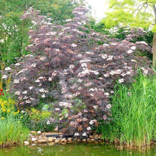 Sambucus Nigra Black Lace ( Black Elder ) 3lt Pot
