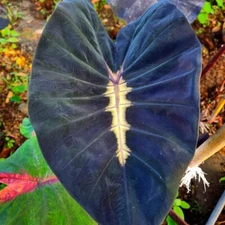 Colocasia Live Bulb Yellow Futur Tuber New Hybrid Free Phytosanitary Certificate