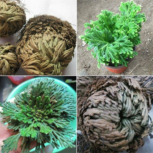 ROSE VON JERICHO, die Pflanze, die niemals stirbt Wunderpflanze Geschenkidee - Bild 4 von 14