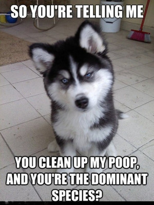 Funny Siberian Husky  dominant species  refrigerator magnet 2 1/2x 3 1/2''