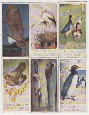 Stollwerck Serie kpl. 6 Bilder ''Aus der Vogelwelt'' E