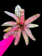 RARE Neoregelia  Pizzazz  Chester Skotak XL Variegated Live Bromeliad 12  