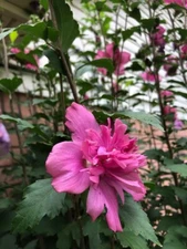 Red Double Rose Of Sharon - 3 Cuttings 8-10" L