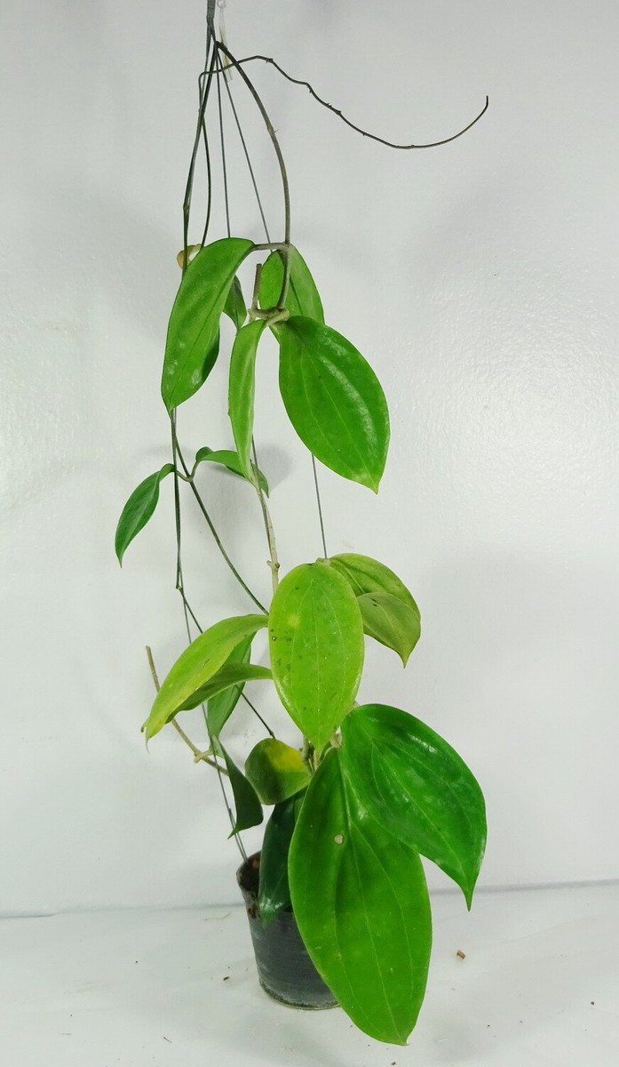 Hoya sp. UT 033, 18 Inches Healthy Mature Plant, RARE Hoya sp. UT 033, 18 Inches Healthy Mature Plant, RARE
