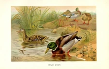 1901 Antique Bird Chromolithograph Print ~ Wild Ducks ~ Mallard