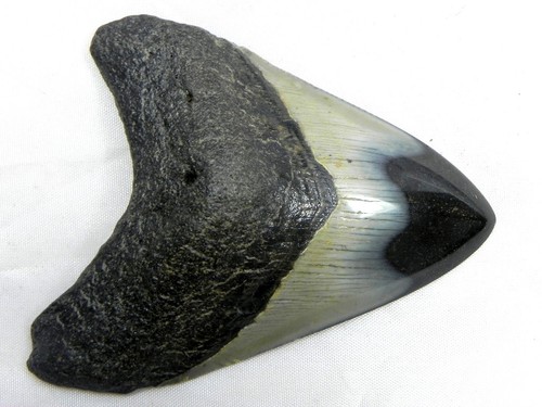 3 1/4 Inch Polished Fossil Megalodon Sharks Tooth Sharks Tooth Teeth Miocene - Picture 2 of 3