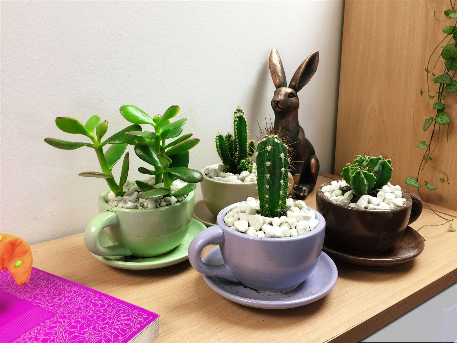 1 Mini Succulents Cactus Evergreen Office House Plant in Teacup Coffee