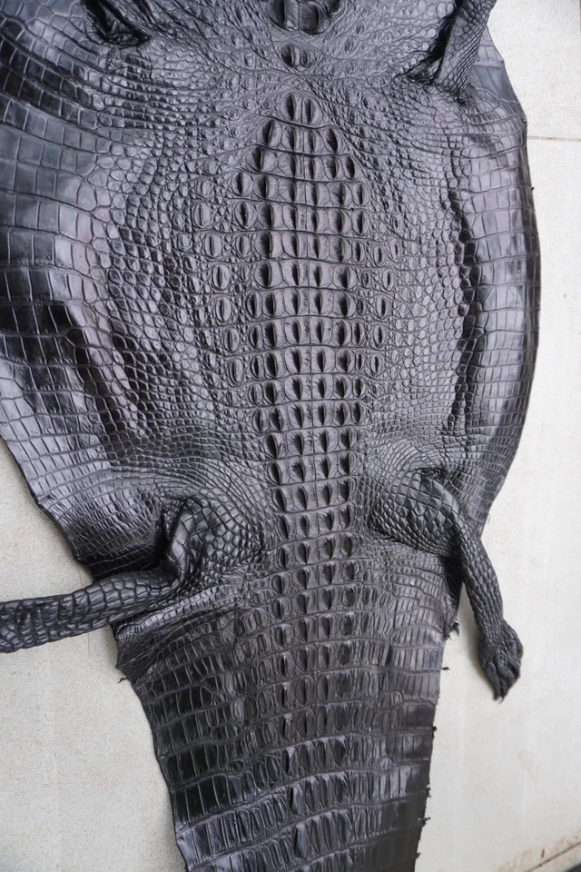 Black Real Crocodile Hornback Leather Skin Hide Exotic Pelt Taxidermy W 14 in E2 - Image 4 of 4