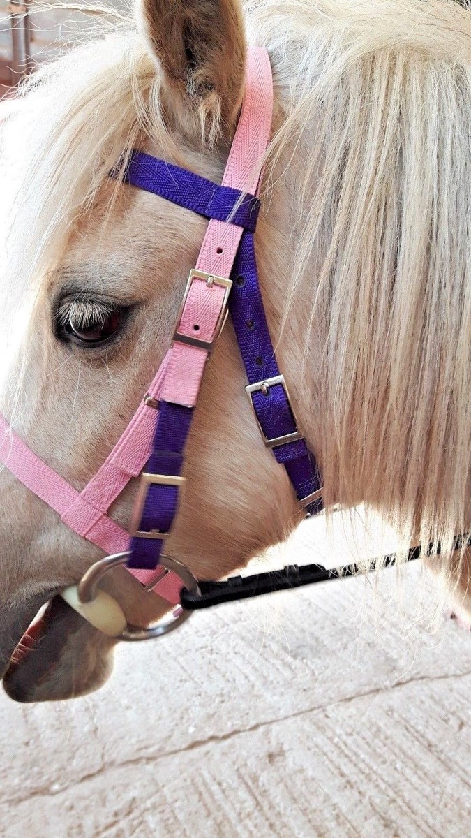 Cinghia DUAL COLOR BRIDLE Per Pony Shetland, Pony Cob, F/S - Materiale Sintetico Lavabile, Marca EQUIKITS, Fatto Nel Regno Unito