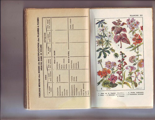 les fleurs du jadin - henri pasquier - collection rustica - 128 pages - Imagen 4 de 5