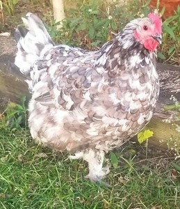 Assorted Barnyard mix Fertile Chicken Hatching Eggs One Dozen