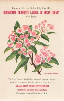 1950 Ocean County NJ Centennial Postcard - Pine Barrens Mountain Laurel