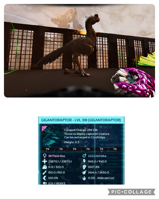 ark survival ascended pve SOLID 79 FULL GROW GIGARAPTOR