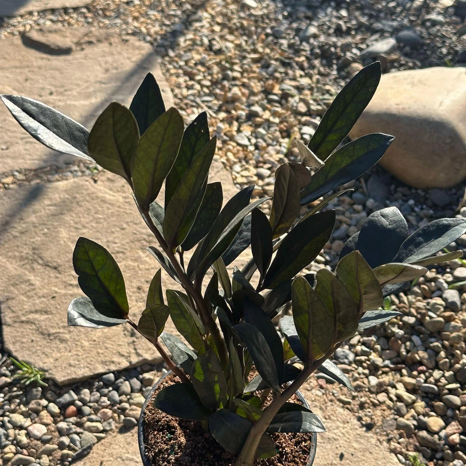 Zamioculcas Zamiifolia 'Black Raven' ZZ Plant
Opens in a new window or tab