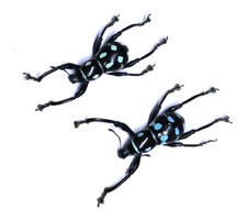 Insect - CURCULIONIDAE Metapocyrtus Sp - PHILIPPINES - 15/17mm Pair A- New!!