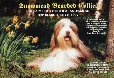 BEARDED COLLIE DOG BREED KENNEL ADVERT PRINT PAGE 1998 SNOWMEAD