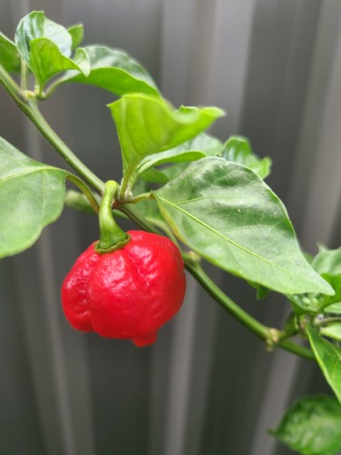 7 Pot Red Chilli Pepper Hot 15 Seeds