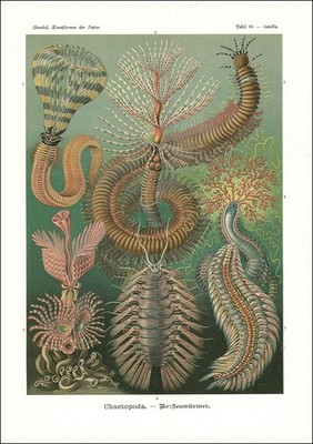 1904 Original Lithograph CHAETOPODA Sea Marine Worms by Haeckel (EH96)