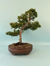 Kishu Shimpaku Bonsai