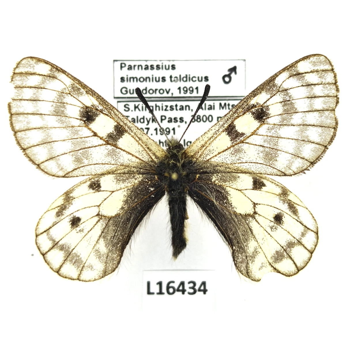 Parnassius Butterfly for sale | eBay