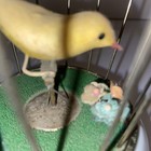 Vintage Rare TOYO Bird In Birdcage Motion Wind Up Porcelain Music Box Works Good — photo 5