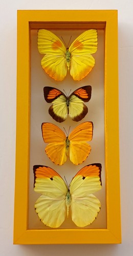 4 REAL BUTTERFLIES FRAMED SPECIAL COLLECTION MOUNTED WOOD DOUBLE GLASS 4.5X10.5"