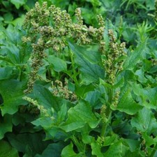 Chenopodium Bonus Henricus - 250 Seeds - Good King Henry