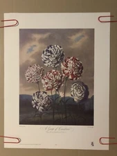 A Group Of Carnations Lithograph Signed Litho 1970s Poster Henderson 1987 Litho
