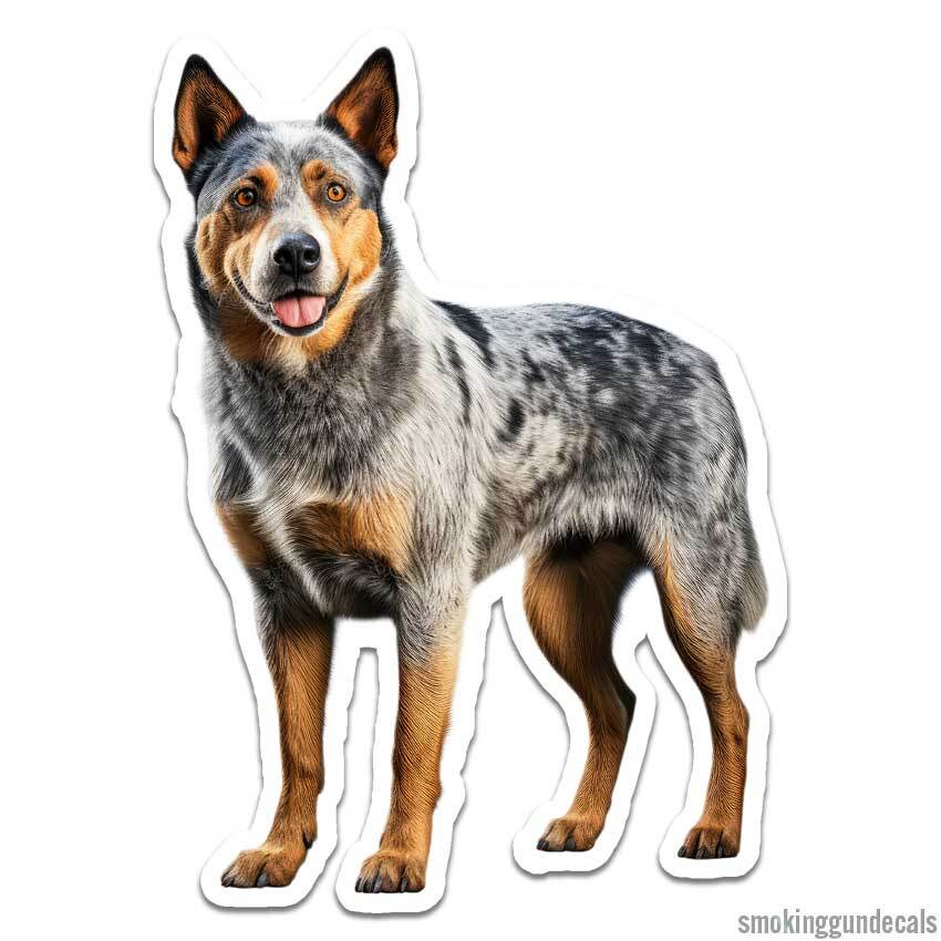 Australian Cattle Dog, Vinyl Decal Sticker, Indoor Outdoor, 3 Sizes, #12140