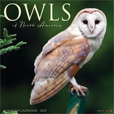 Owls 2026 12 X 12 Wall Calendar (Bookbook - Detail Unspecified)